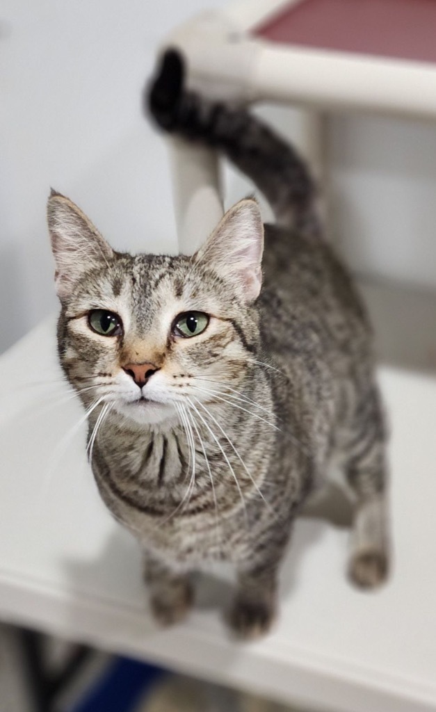 Ivey / Zenna, an adoptable Domestic Short Hair in Fort Lupton, CO, 80621 | Photo Image 1