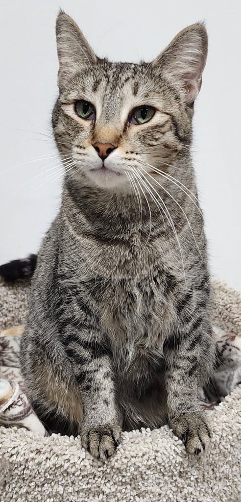 Ivey / Zenna, an adoptable Domestic Short Hair in Fort Lupton, CO, 80621 | Photo Image 1