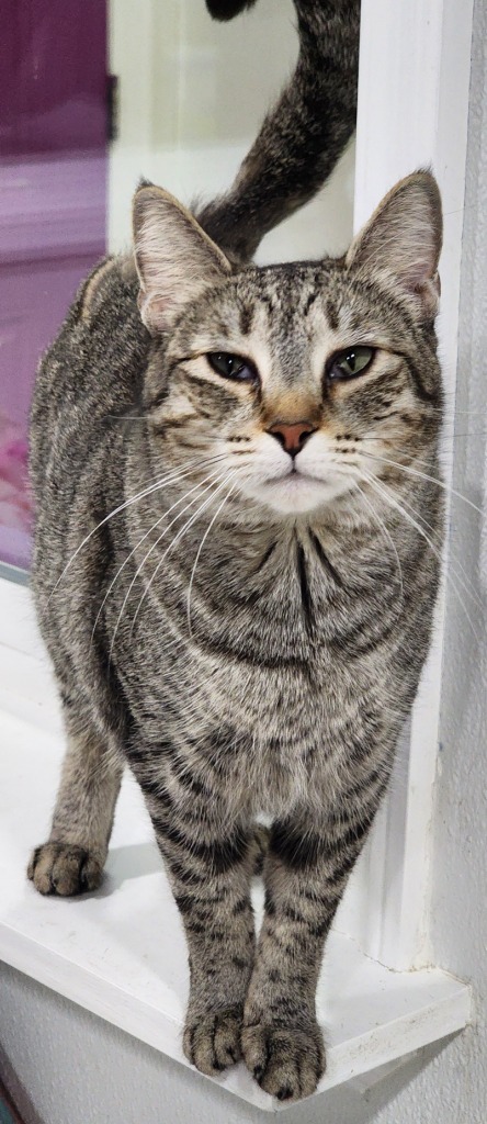 Ivey / Zenna, an adoptable Domestic Short Hair in Fort Lupton, CO, 80621 | Photo Image 3