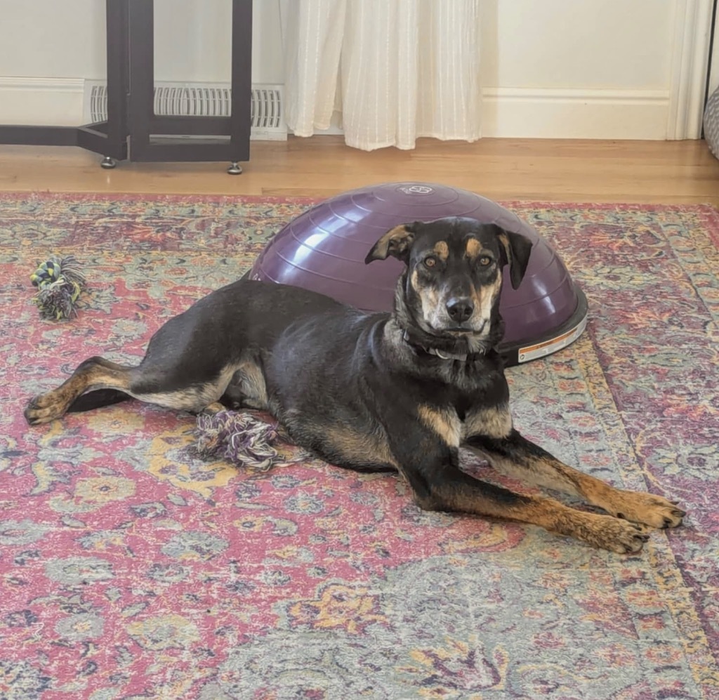 Torzhok, an adoptable Australian Cattle Dog / Blue Heeler, Labrador Retriever in Fort Lupton, CO, 80621 | Photo Image 1