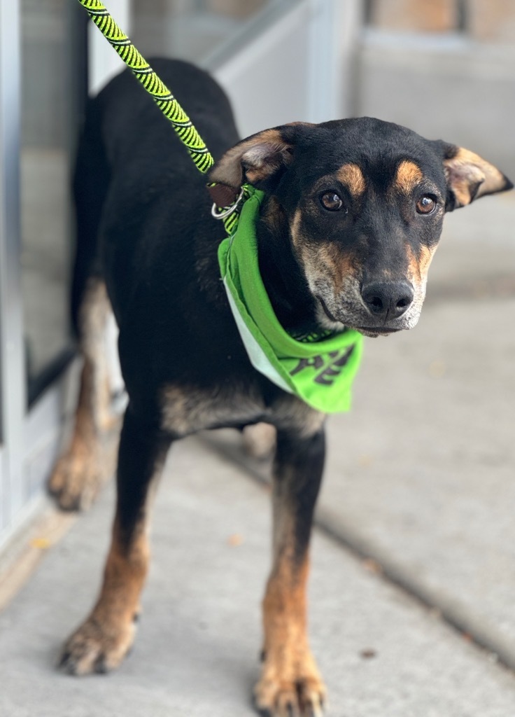 Torzhok, an adoptable Australian Cattle Dog / Blue Heeler, Labrador Retriever in Fort Lupton, CO, 80621 | Photo Image 2