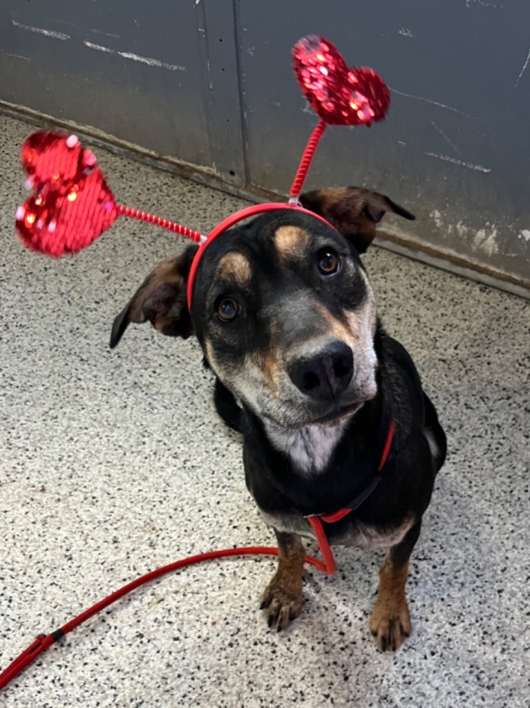 Torzhok, an adoptable Australian Cattle Dog / Blue Heeler, Labrador Retriever in Fort Lupton, CO, 80621 | Photo Image 3