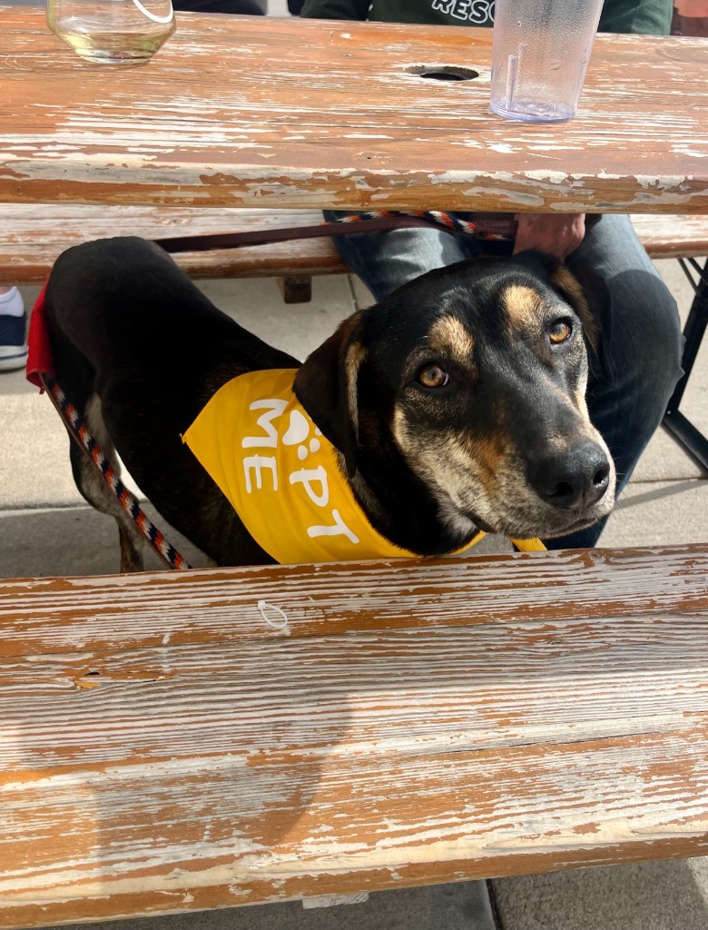Torzhok, an adoptable Australian Cattle Dog / Blue Heeler, Labrador Retriever in Fort Lupton, CO, 80621 | Photo Image 4