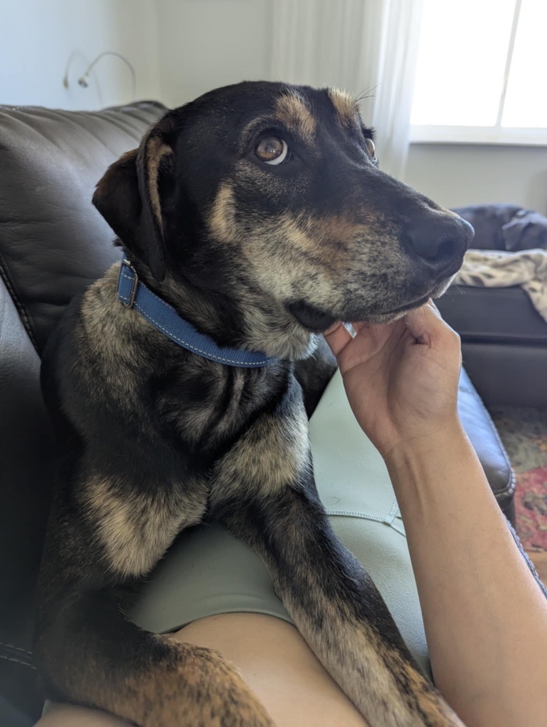 Torzhok, an adoptable Australian Cattle Dog / Blue Heeler, Labrador Retriever in Fort Lupton, CO, 80621 | Photo Image 5