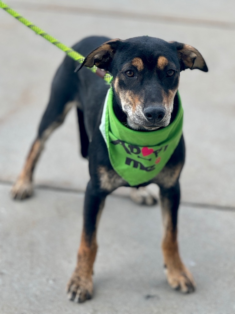 Torzhok, an adoptable Australian Cattle Dog / Blue Heeler, Labrador Retriever in Fort Lupton, CO, 80621 | Photo Image 6