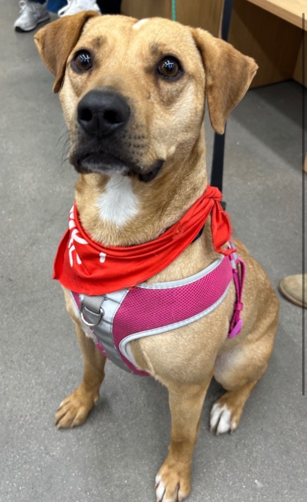 Xmus Jaxon Flaxon, an adoptable Cattle Dog, Labrador Retriever in Fort Lupton, CO, 80621 | Photo Image 1