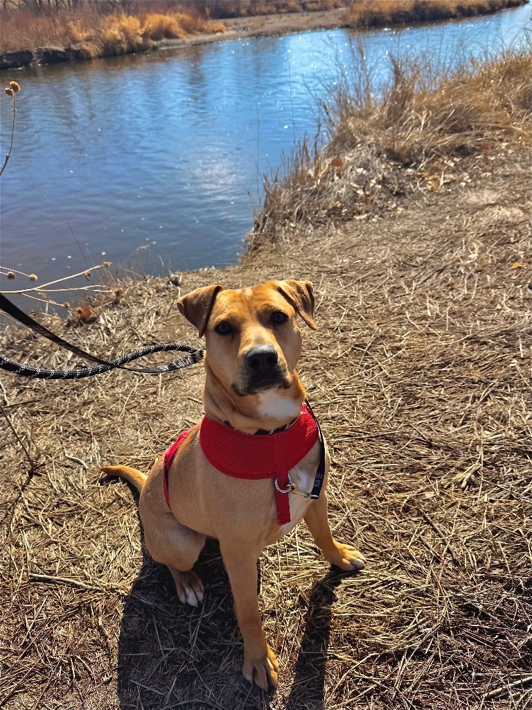 Xmus Jaxon Flaxon, an adoptable Cattle Dog, Labrador Retriever in Fort Lupton, CO, 80621 | Photo Image 2