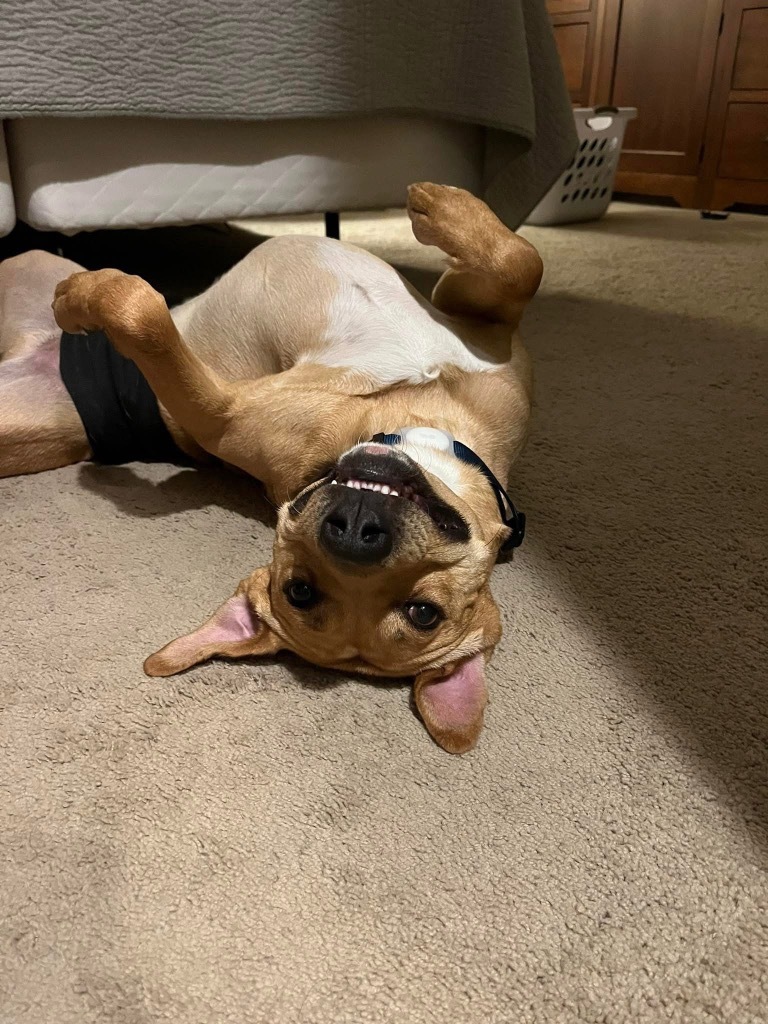 Xmus Jaxon Flaxon, an adoptable Cattle Dog, Labrador Retriever in Fort Lupton, CO, 80621 | Photo Image 3