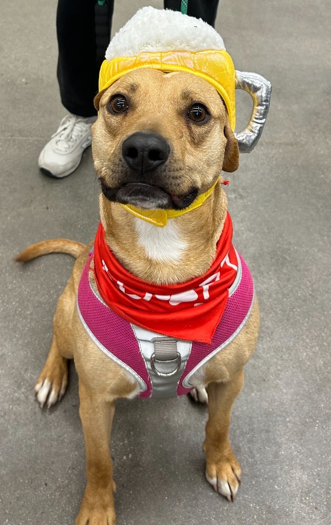 Xmus Jaxon Flaxon, an adoptable Cattle Dog, Labrador Retriever in Fort Lupton, CO, 80621 | Photo Image 4
