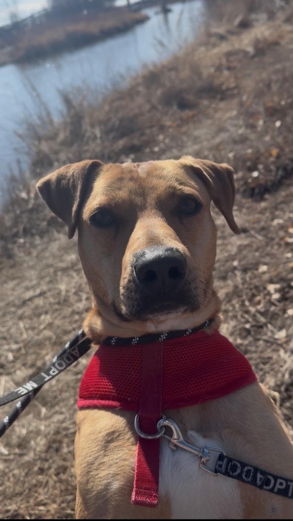 Xmus Jaxon Flaxon, an adoptable Cattle Dog, Labrador Retriever in Fort Lupton, CO, 80621 | Photo Image 5