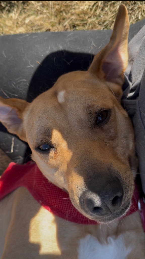 Xmus Jaxon Flaxon, an adoptable Cattle Dog, Labrador Retriever in Fort Lupton, CO, 80621 | Photo Image 6