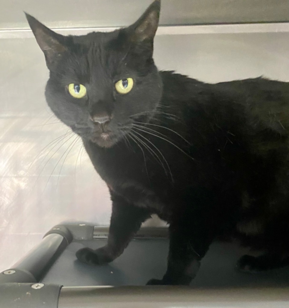 Pookey, an adoptable Domestic Short Hair in Fort Lupton, CO, 80621 | Photo Image 1