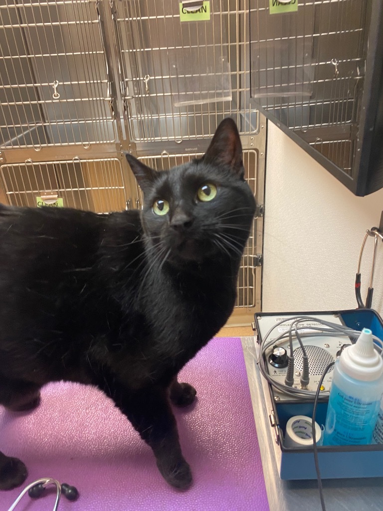 Pookey, an adoptable Domestic Short Hair in Fort Lupton, CO, 80621 | Photo Image 2