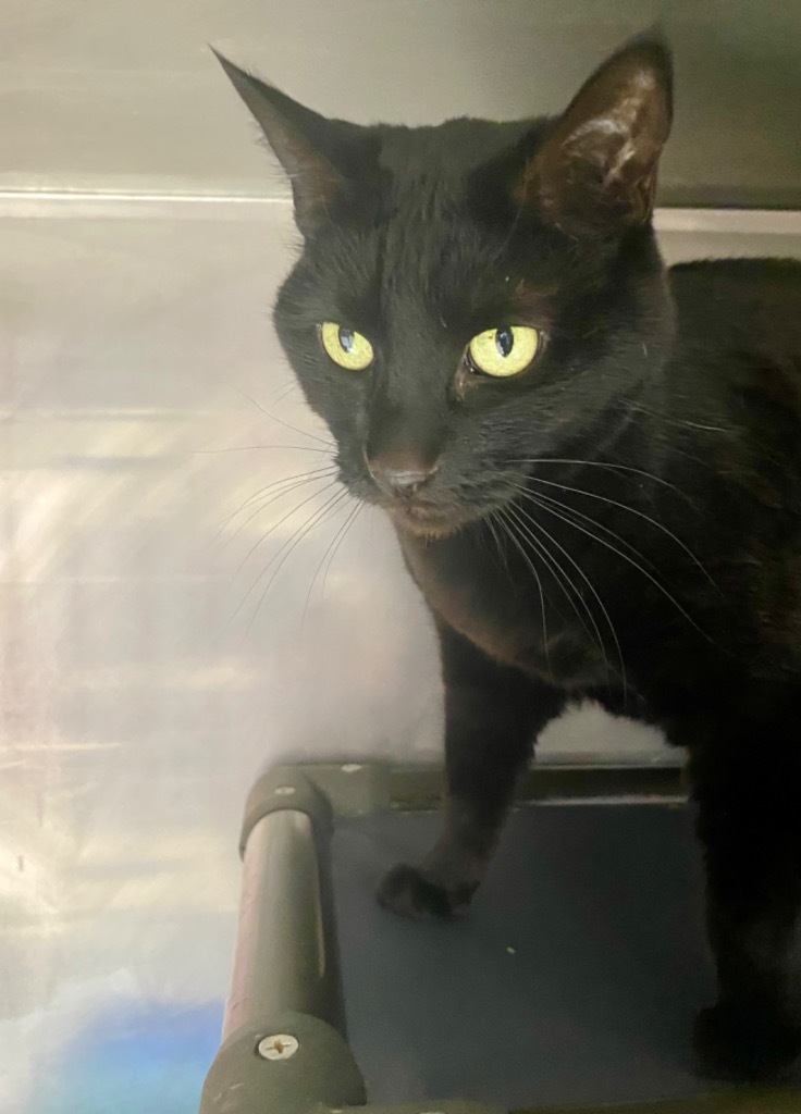 Pookey, an adoptable Domestic Short Hair in Fort Lupton, CO, 80621 | Photo Image 3