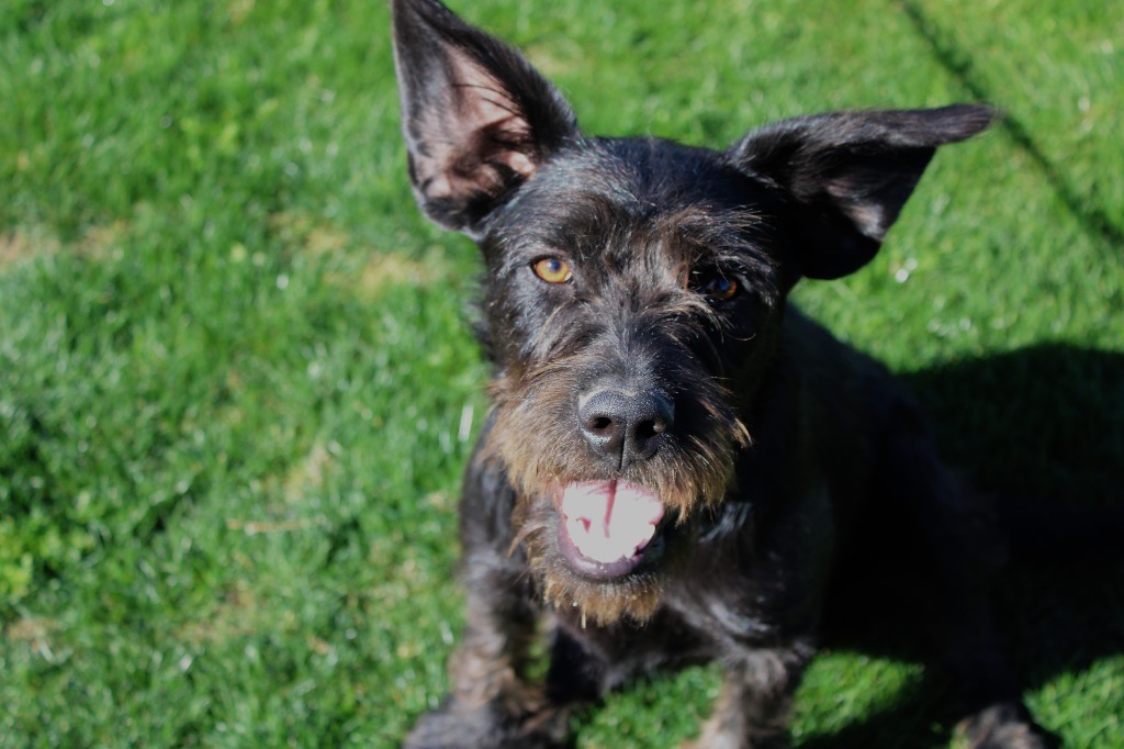 Pauline, an adoptable Terrier, Schnauzer in Coachella, CA, 92236 | Photo Image 1