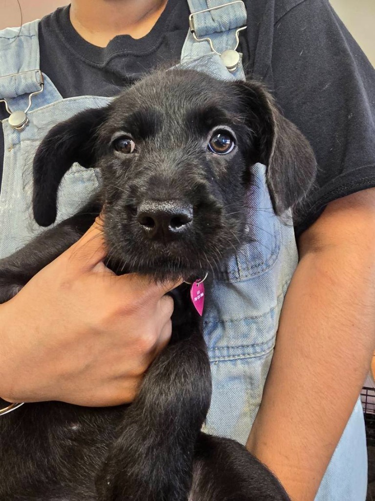 Pauline, an adoptable Terrier, Schnauzer in Coachella, CA, 92236 | Photo Image 3