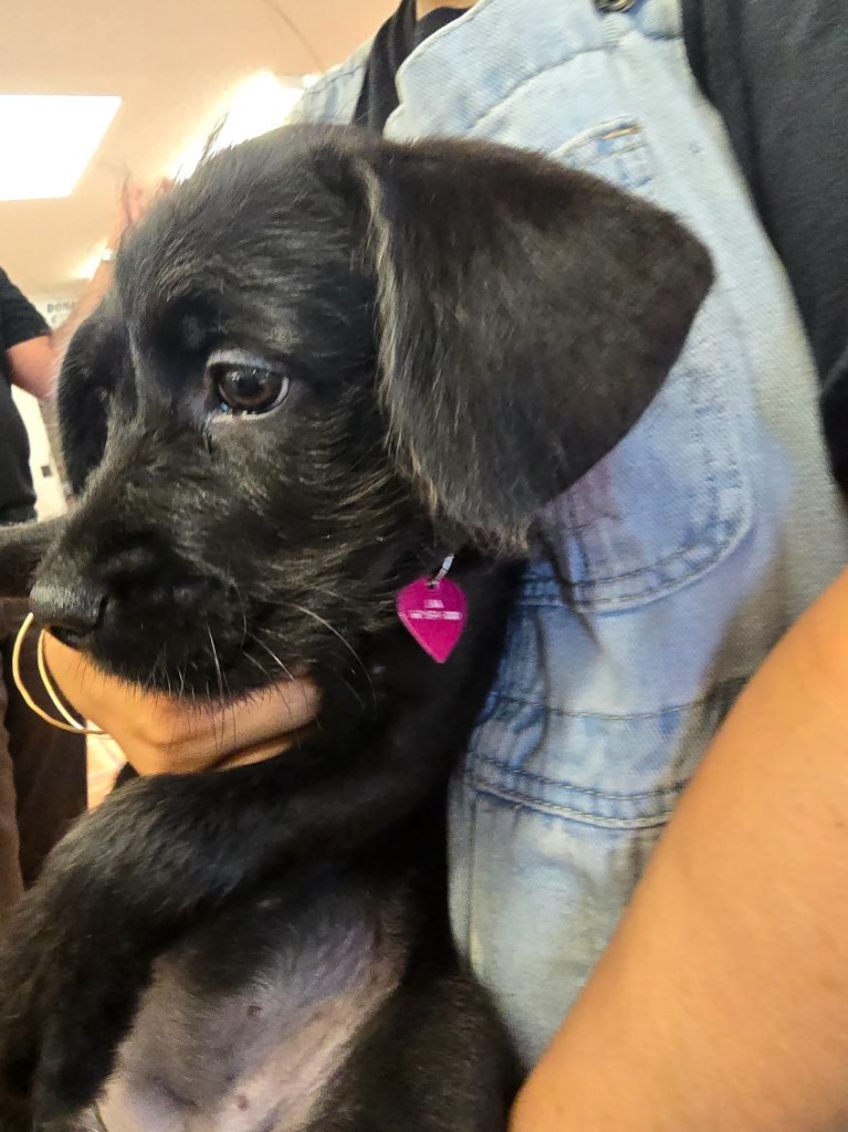 Pauline, an adoptable Terrier, Schnauzer in Coachella, CA, 92236 | Photo Image 4