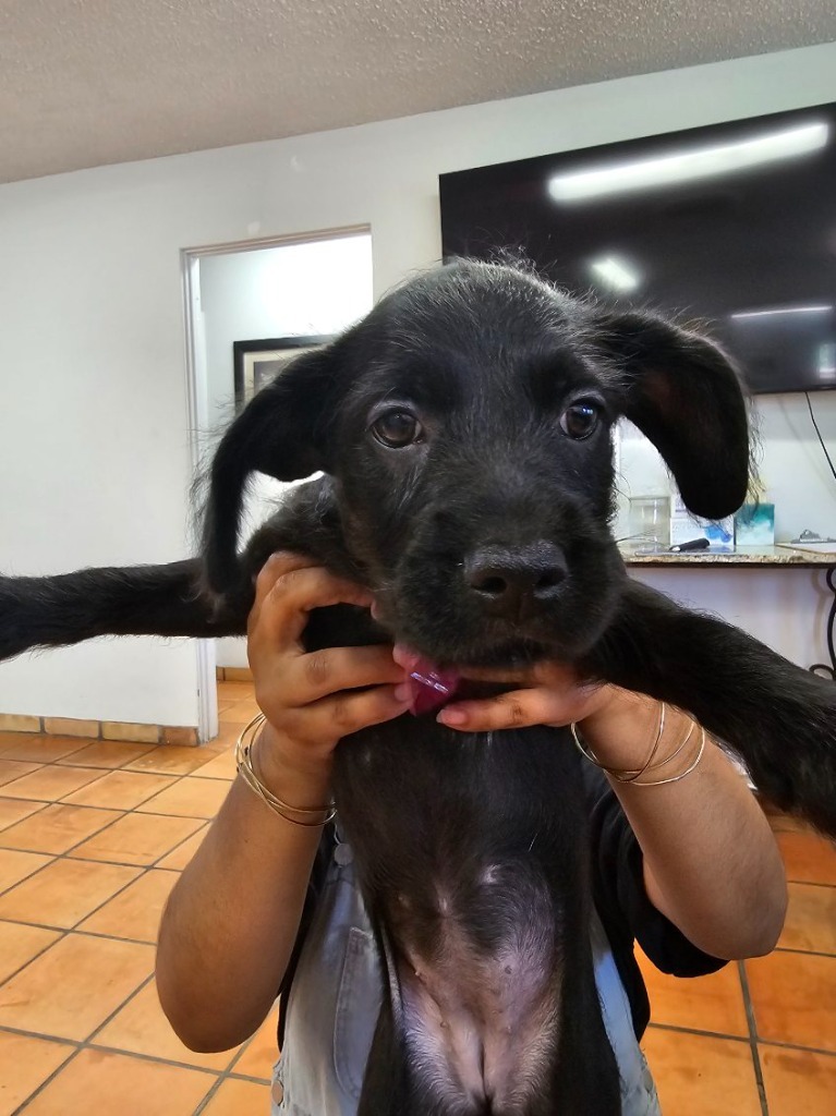 Pauline, an adoptable Terrier, Schnauzer in Coachella, CA, 92236 | Photo Image 5