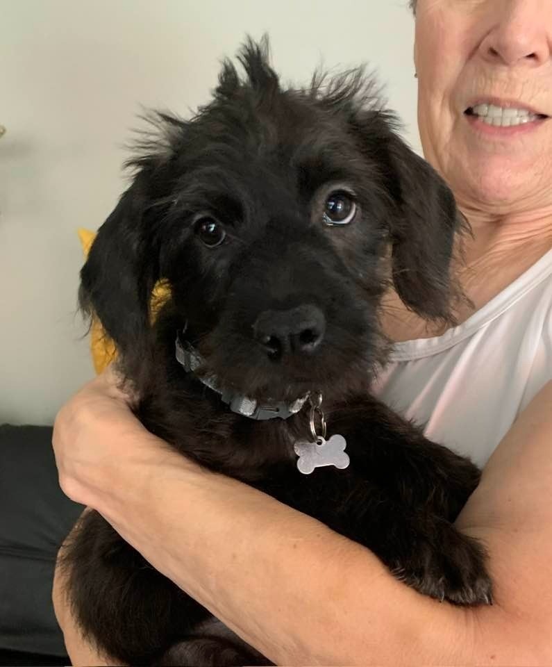 Pauline, an adoptable Terrier, Schnauzer in Coachella, CA, 92236 | Photo Image 6