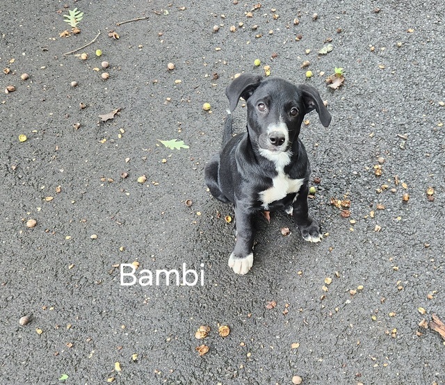 Bambi - Beta Bunch