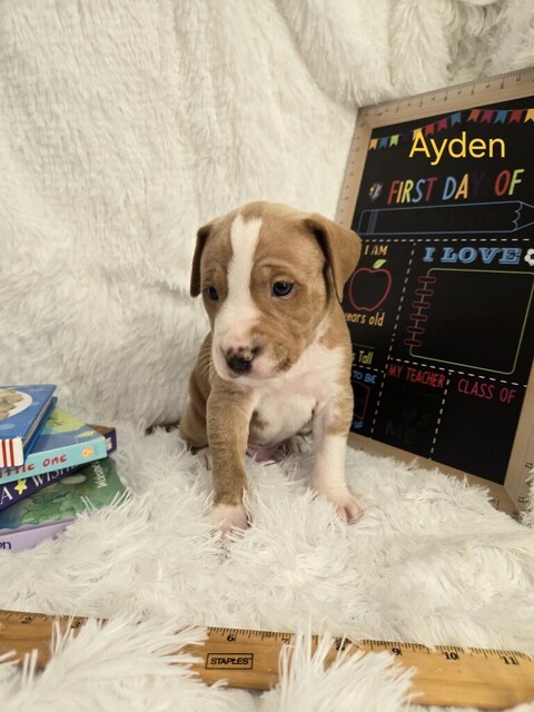 Ayden (Teacher's Pet)