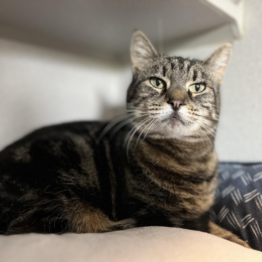 Marley, an adoptable Domestic Short Hair in Washougal, WA, 98671 | Photo Image 1