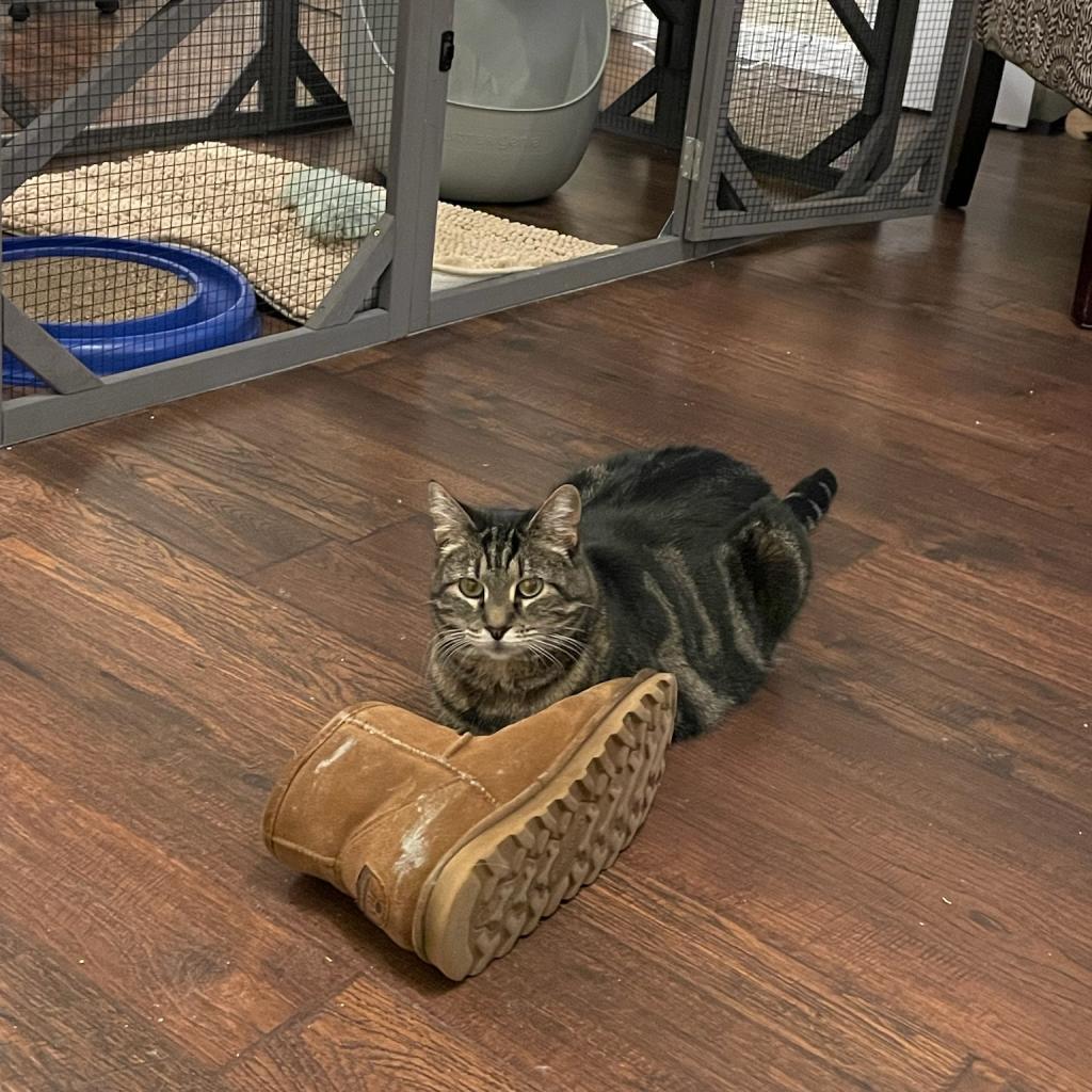 Marley, an adoptable Domestic Short Hair in Washougal, WA, 98671 | Photo Image 2