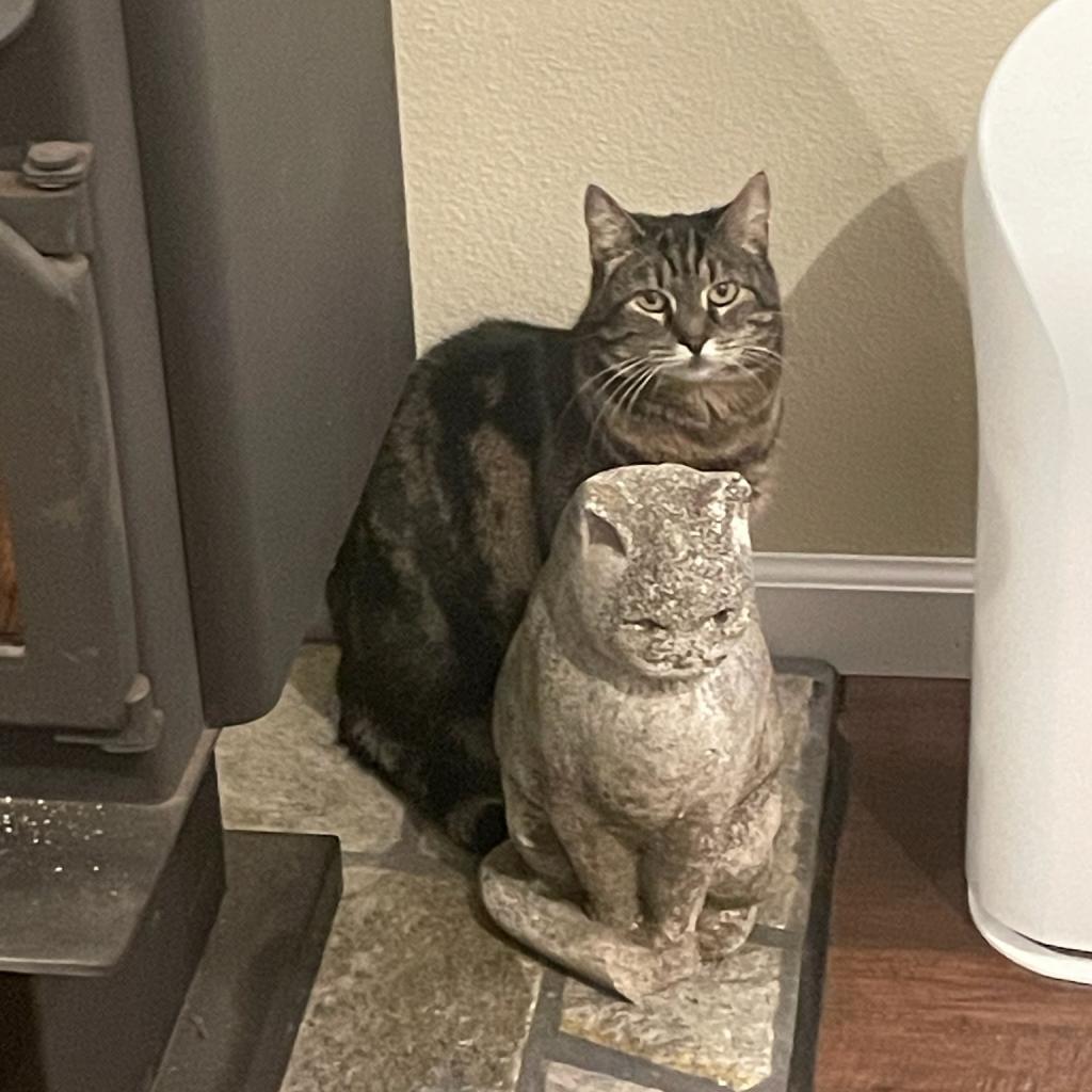 Marley, an adoptable Domestic Short Hair in Washougal, WA, 98671 | Photo Image 3