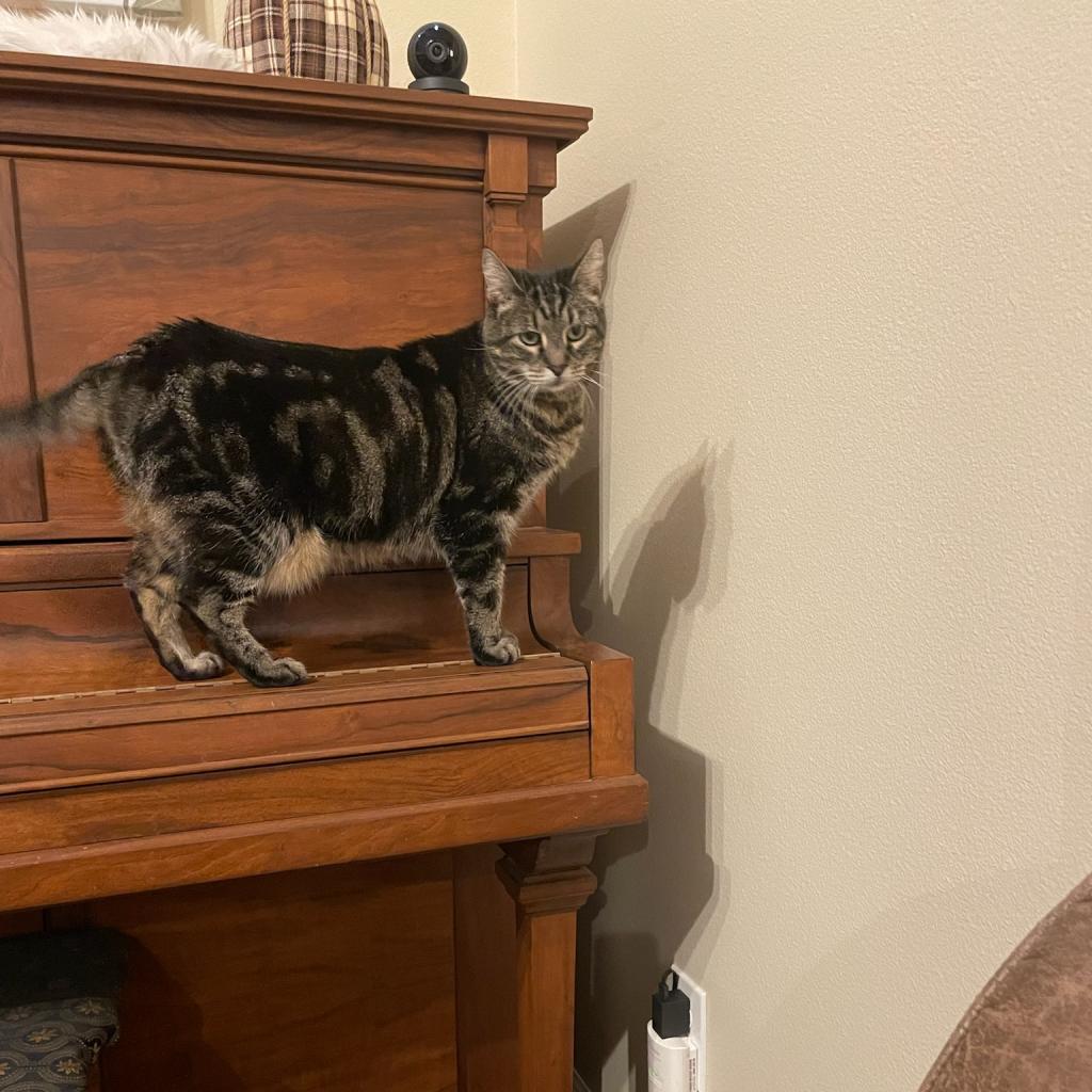 Marley, an adoptable Domestic Short Hair in Washougal, WA, 98671 | Photo Image 4