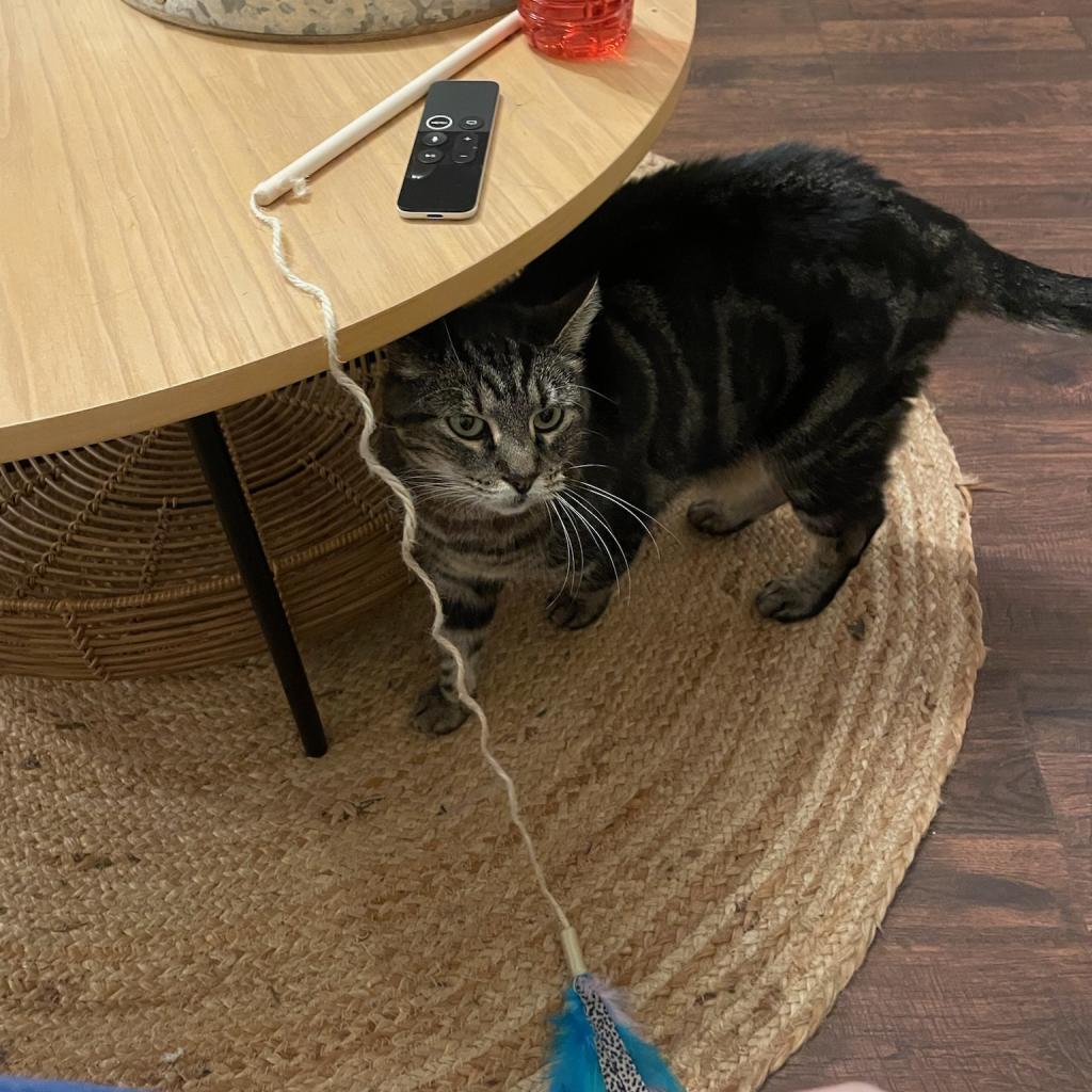 Marley, an adoptable Domestic Short Hair in Washougal, WA, 98671 | Photo Image 5