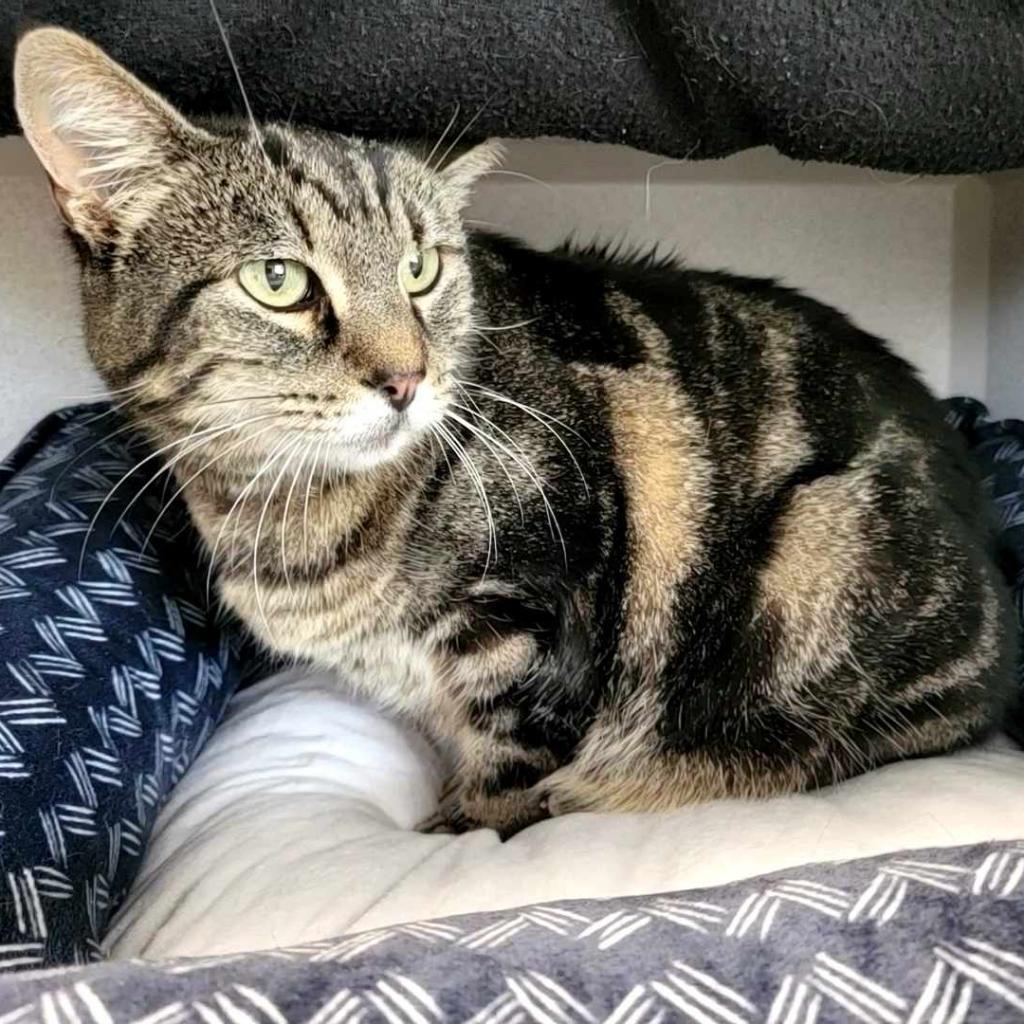 Marley, an adoptable Domestic Short Hair in Washougal, WA, 98671 | Photo Image 6