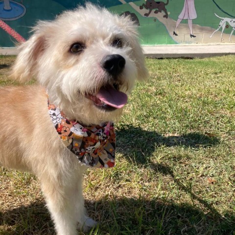 Woody, an adoptable Poodle, Terrier in Laredo, TX, 78041 | Photo Image 1