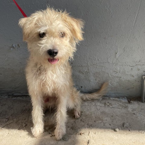 Woody, an adoptable Poodle, Terrier in Laredo, TX, 78041 | Photo Image 2