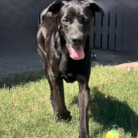 King, an adoptable Black Labrador Retriever in Laredo, TX, 78041 | Photo Image 1