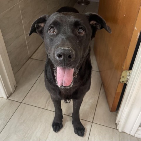 King, an adoptable Black Labrador Retriever in Laredo, TX, 78041 | Photo Image 2