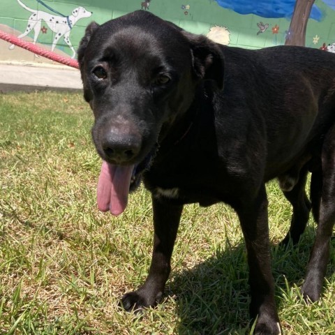 King, an adoptable Black Labrador Retriever in Laredo, TX, 78041 | Photo Image 3