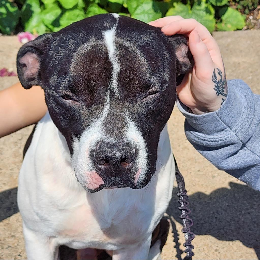 Oreo, an adoptable Mixed Breed in Glenfield, NY, 13343 | Photo Image 3