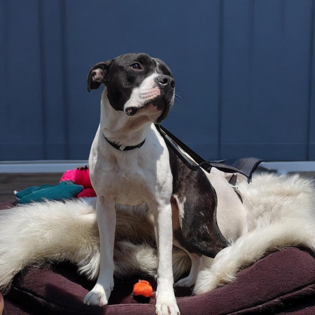 Oreo, an adoptable Mixed Breed in Glenfield, NY, 13343 | Photo Image 4