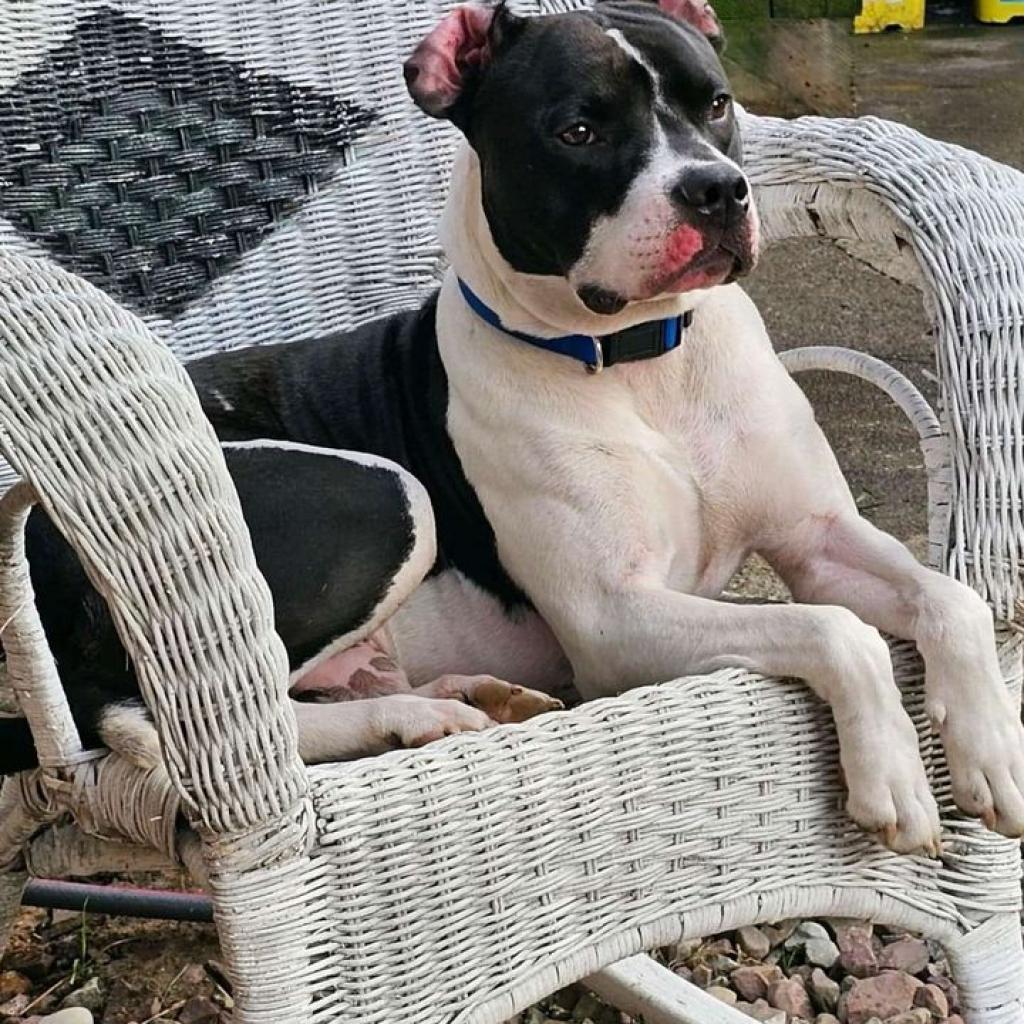 Oreo, an adoptable Mixed Breed in Glenfield, NY, 13343 | Photo Image 5