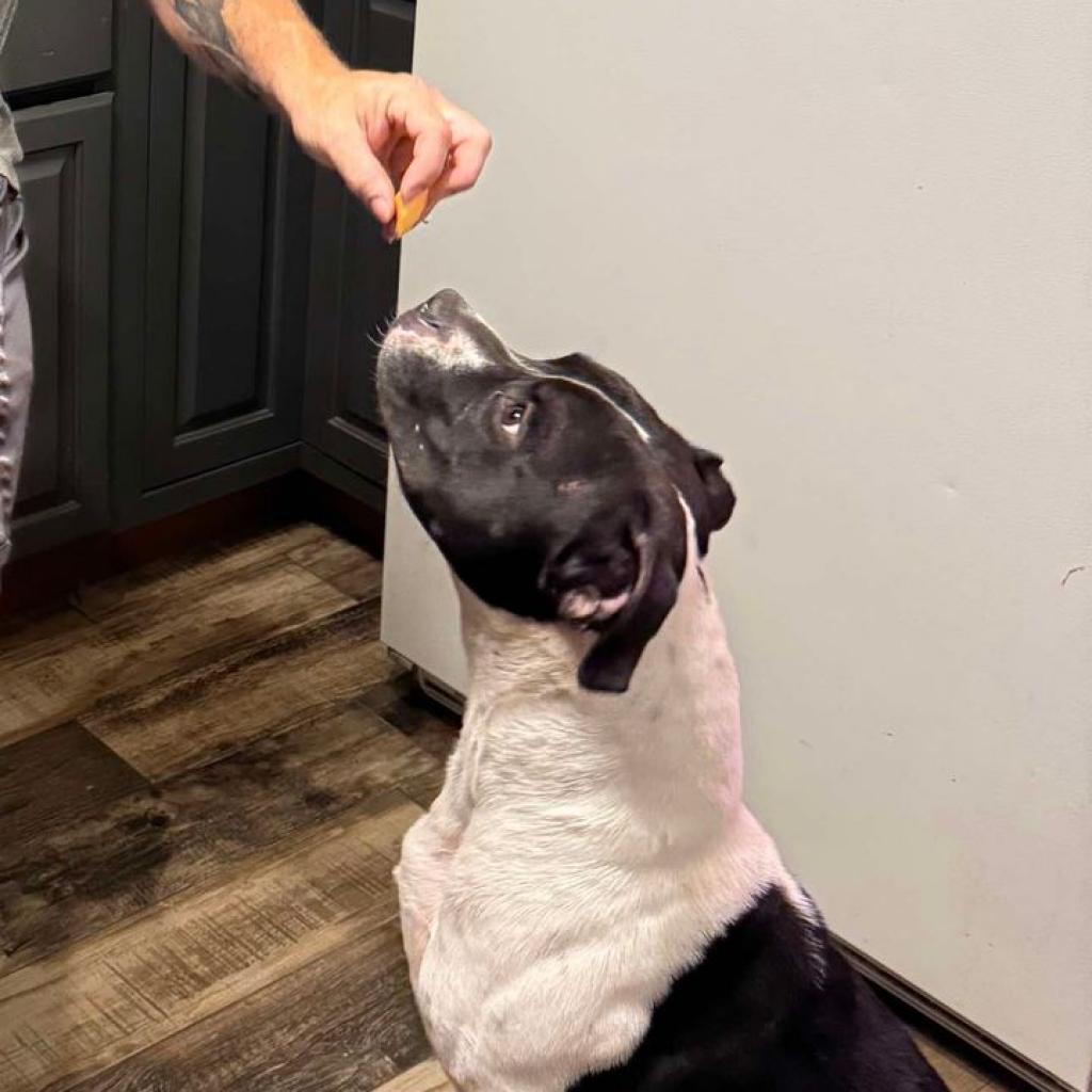 Oreo, an adoptable Mixed Breed in Glenfield, NY, 13343 | Photo Image 6