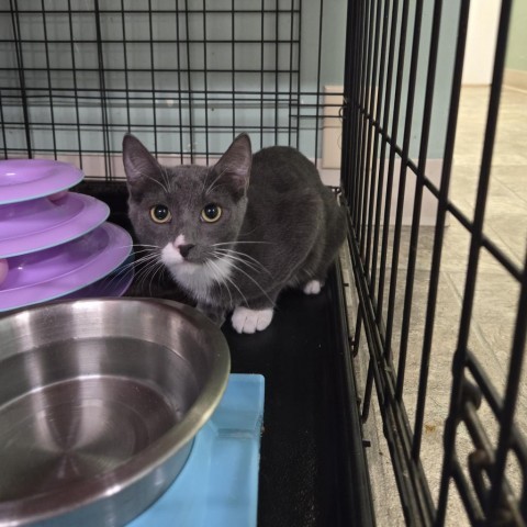 Bandit, an adoptable Domestic Short Hair in Nampa, ID, 83651 | Photo Image 1