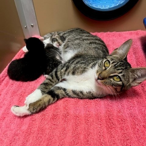 Clarice, an adoptable Domestic Short Hair in Coos Bay, OR, 97420 | Photo Image 1