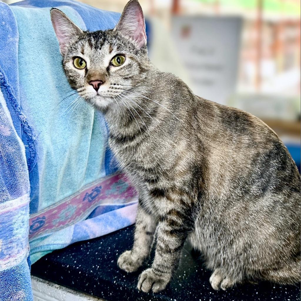 Meowjo Jojo, an adoptable Domestic Short Hair in Austin, TX, 78704 | Photo Image 1