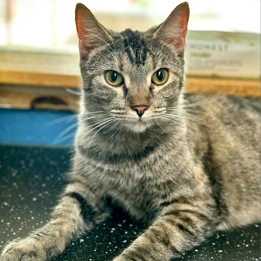Meowjo Jojo, an adoptable Domestic Short Hair in Austin, TX, 78704 | Photo Image 2