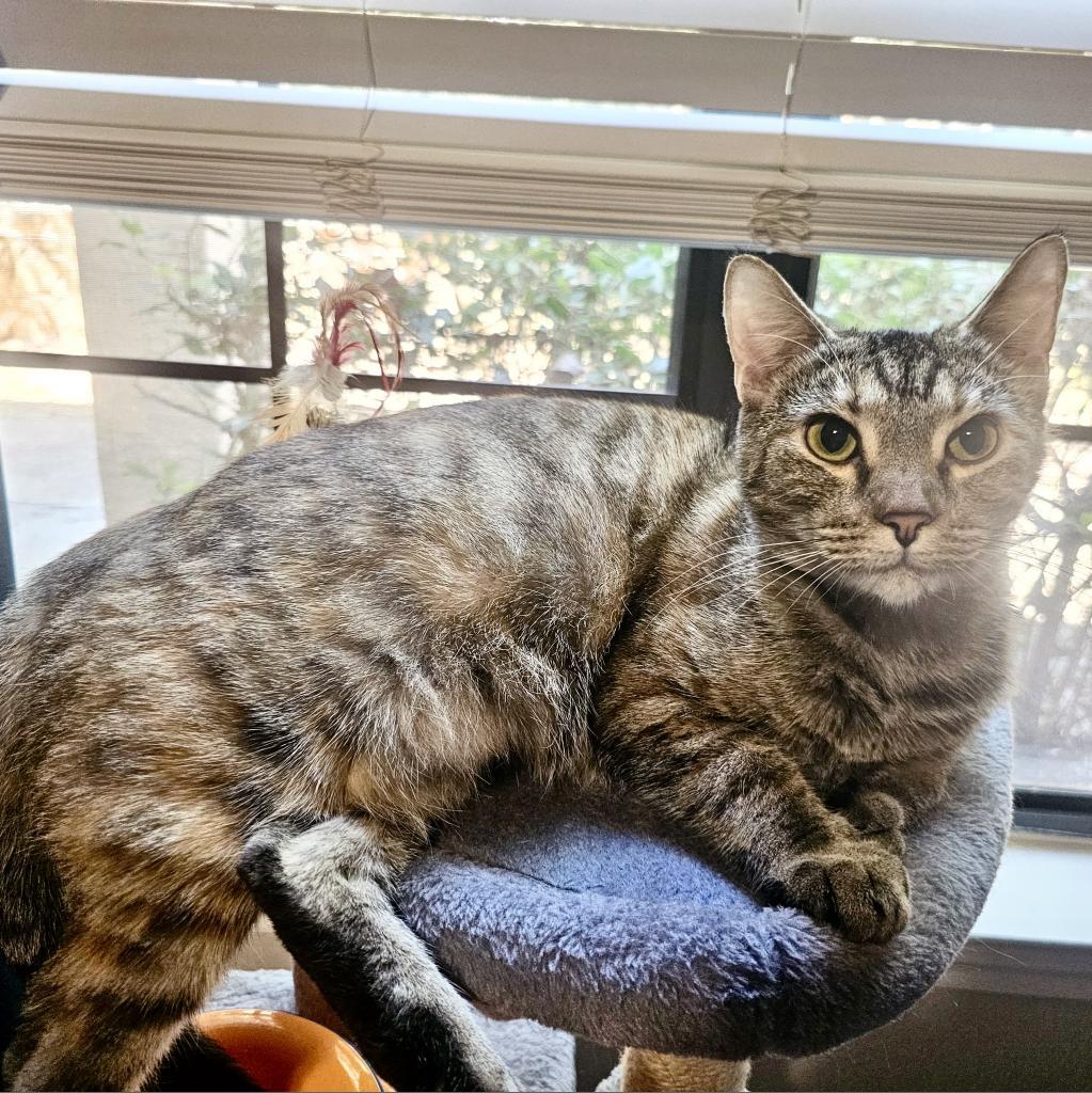 Meowjo Jojo, an adoptable Domestic Short Hair in Austin, TX, 78704 | Photo Image 3