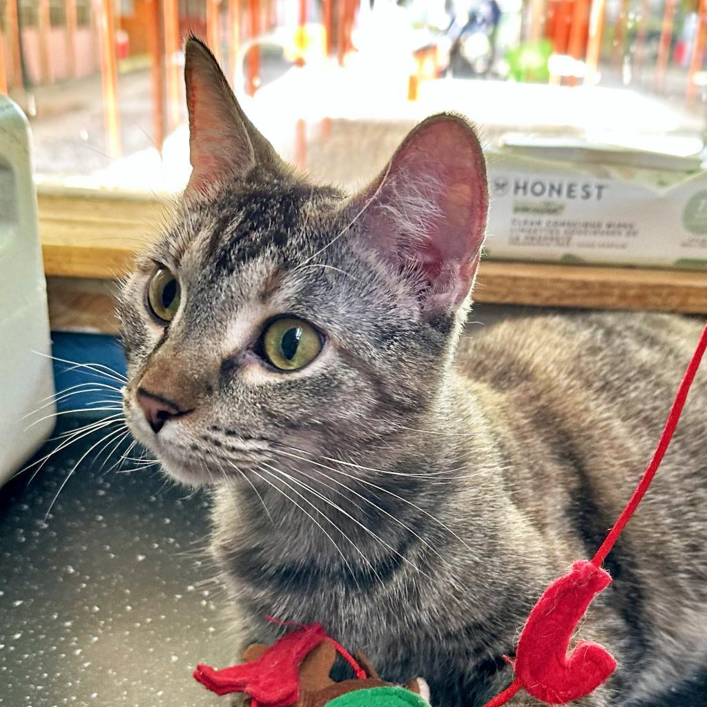 Meowjo Jojo, an adoptable Domestic Short Hair in Austin, TX, 78704 | Photo Image 4