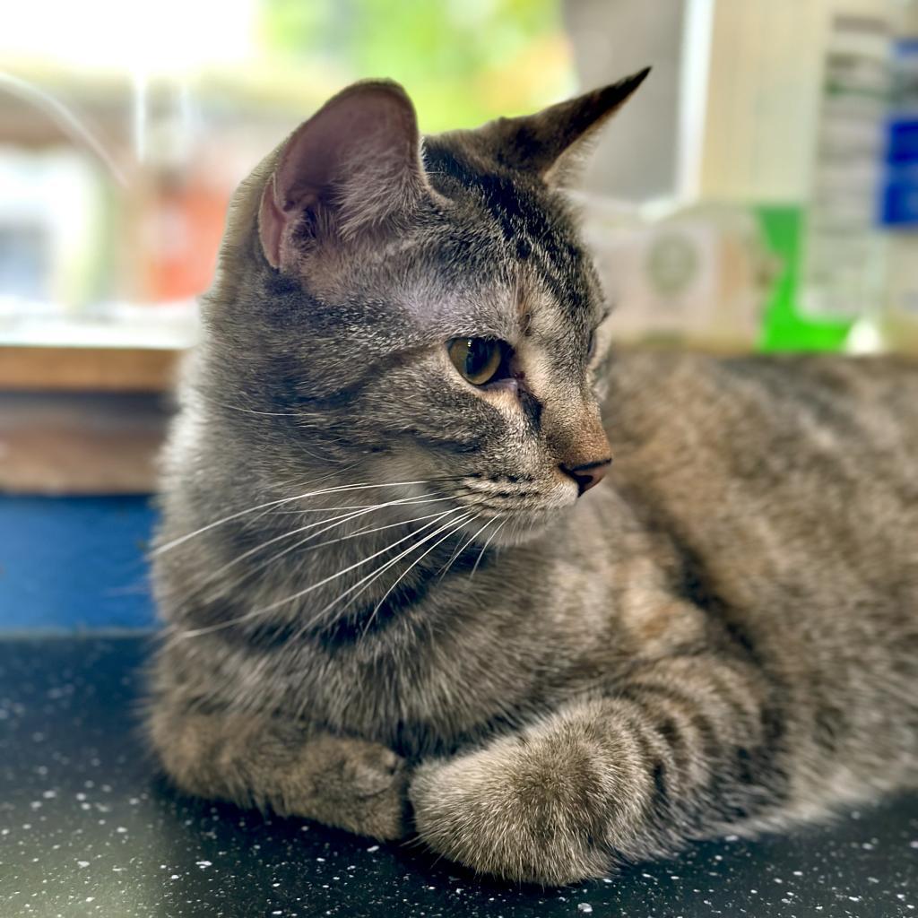 Meowjo Jojo, an adoptable Domestic Short Hair in Austin, TX, 78704 | Photo Image 5