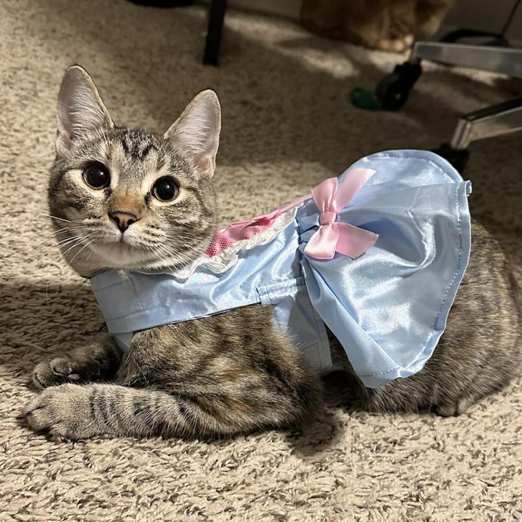 Meowjo Jojo, an adoptable Domestic Short Hair in Austin, TX, 78704 | Photo Image 6