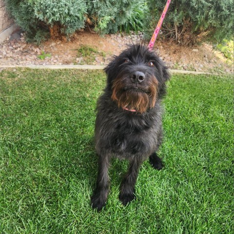 Casey, an adoptable Black Labrador Retriever, Wirehaired Terrier in Great Falls, MT, 59404 | Photo Image 1