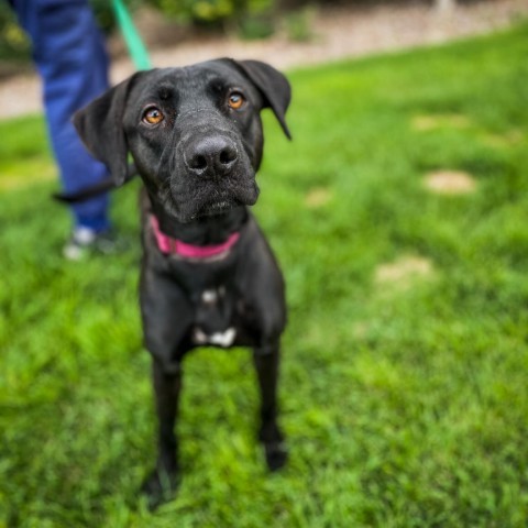 Lady, an adoptable Mixed Breed in Great Falls, MT, 59404 | Photo Image 1